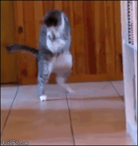 Incredible Cat Dance!
