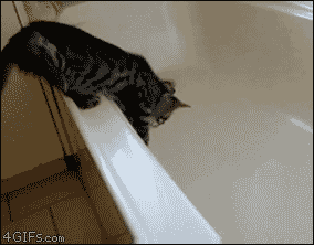 Funny Kitten vs Bath