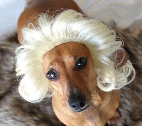 15 Funny Animals in Wigs