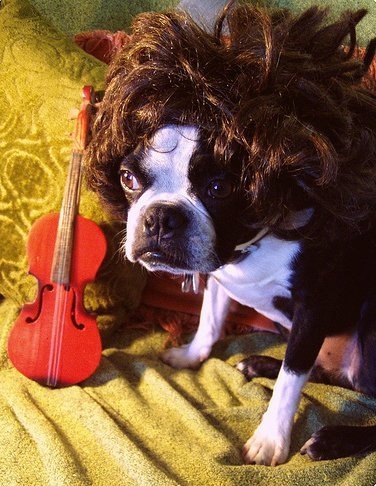 15 Funny Animals in Wigs