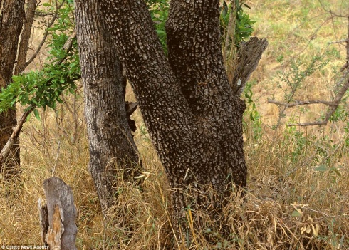 Top-10 Invisible Animals. Try to Find!