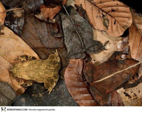 Top-10 Invisible Animals. Try to Find!