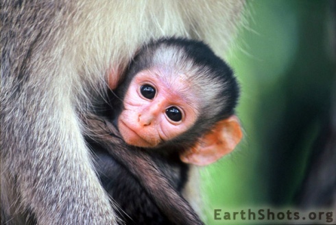 15 Incredibly Cute Baby Animals!