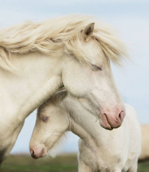 15 Amazing Natural Wonders - Albino Animals!