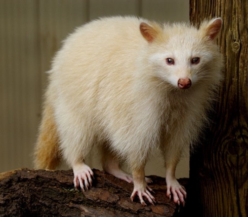15 Amazing Natural Wonders - Albino Animals!