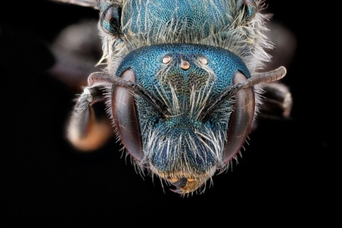 Top-10 Incredible Hairy Insects!