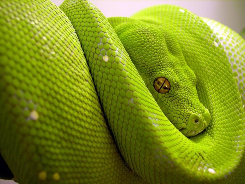 10 Truly Weird But Most Common Myths About Snakes!