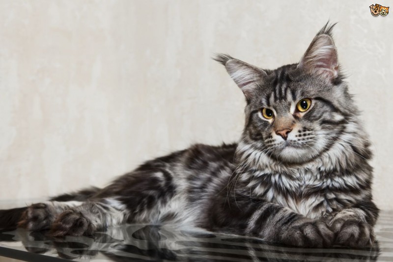 Animals: Top 10 Most Expensive Cat Breeds In The World!