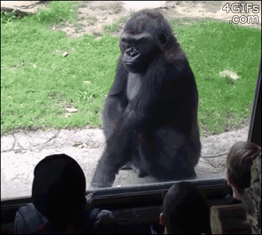 A Funny Incident at the Zoo!