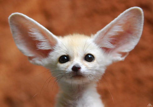15 Incredibly Cute Baby Animals!