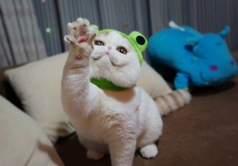 Snoopy Cat And His Awesome Costumes! 10 Pics!