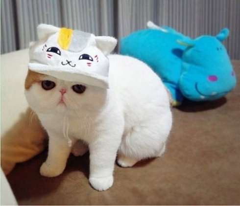 Snoopy Cat And His Awesome Costumes! 10 Pics!