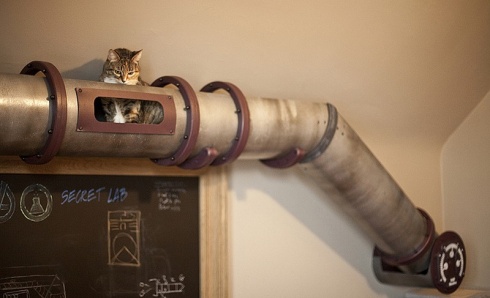 10 Awesome Design Ideas For Cats!