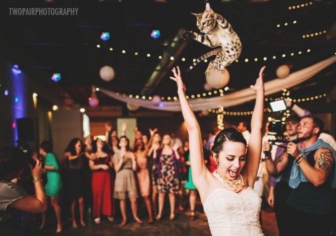 Autumn Wedding Funny Trend: Flying Cats Instead of Wedding Bouquets! 10 Pics!