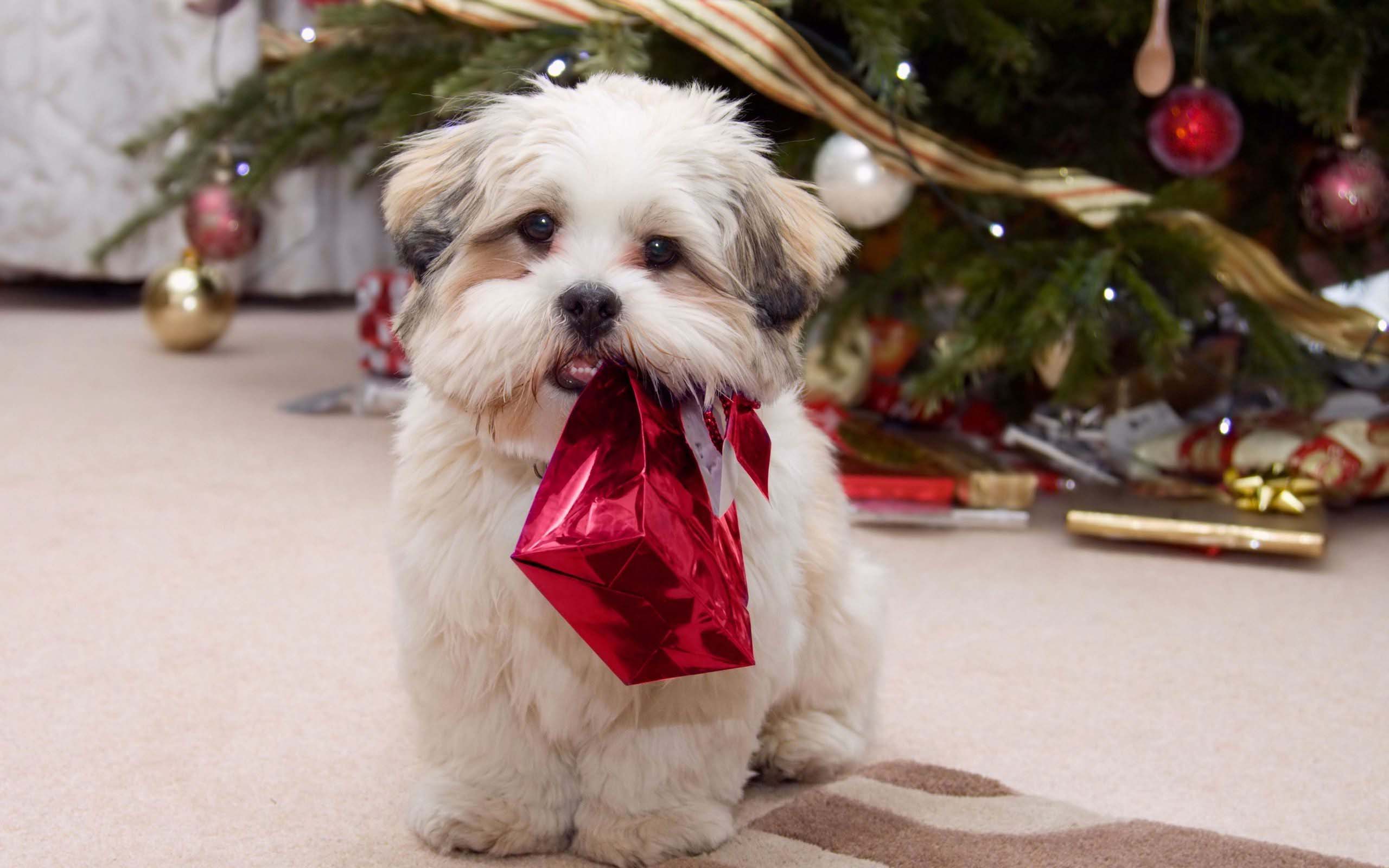 10 Most Adorable Christmas Puppies! | Deer Puppy