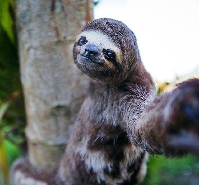 14 Most Hilarious Selfies of Animals Ever Made!