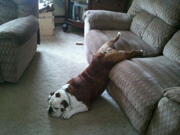 11 Really Tired But Funny Animals!