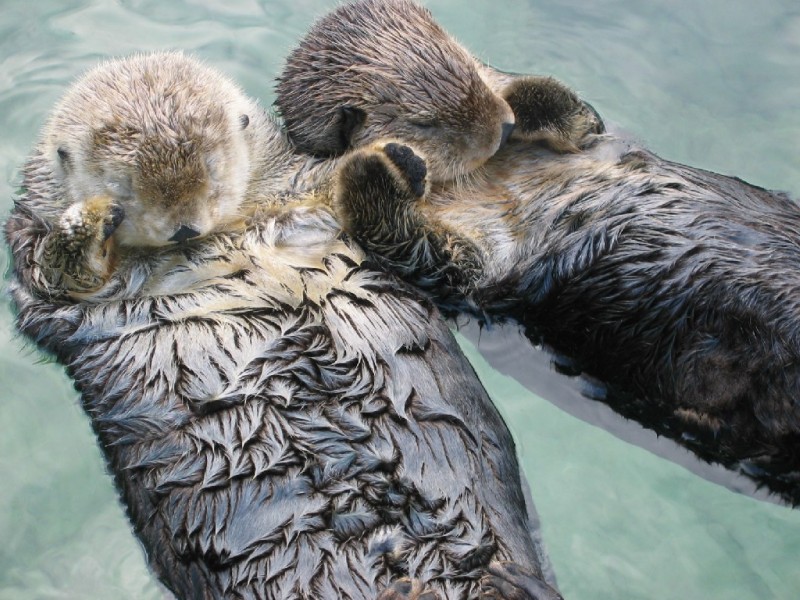 15 Animals Who Can Build Better Relationships Than We Do!