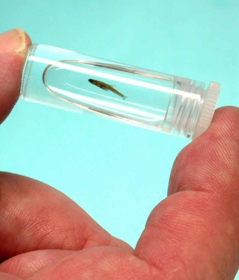 15 Smallest Things in the World You Probably Didn