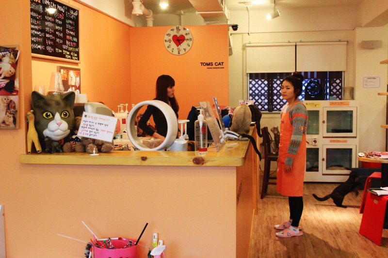 14 Unique Thematic Cafe You Should Visit in Seoul!