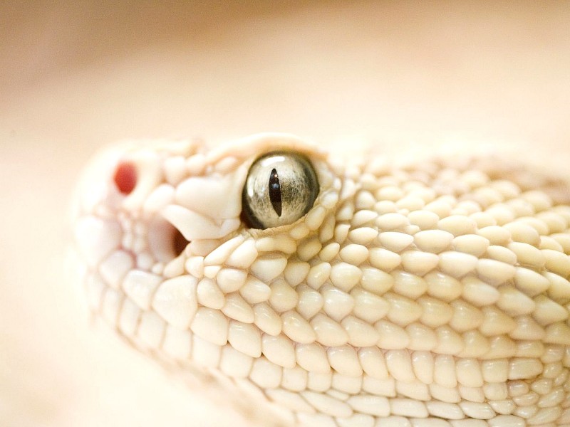 10 Truly Weird But Most Common Myths About Snakes!
