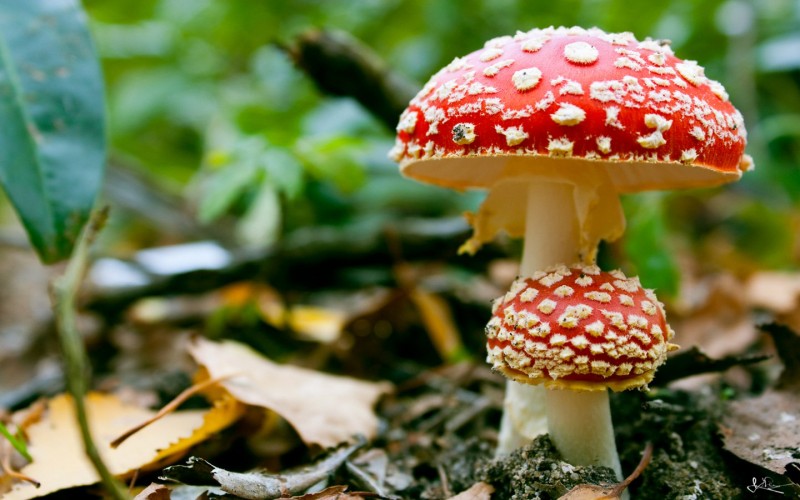 7 Miracles, which Mushrooms are Capable to Perform!
