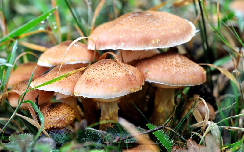 7 Miracles, which Mushrooms are Capable to Perform!