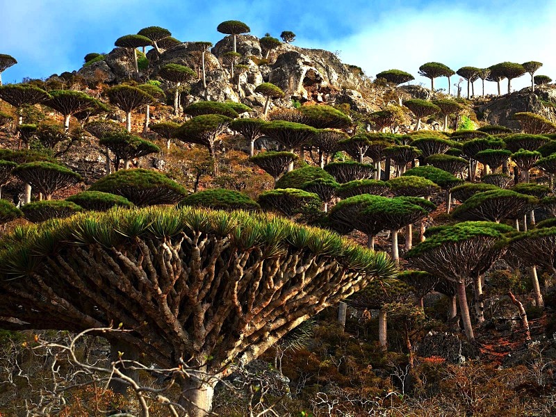 Nature: 10 Amazing Forests of the World!