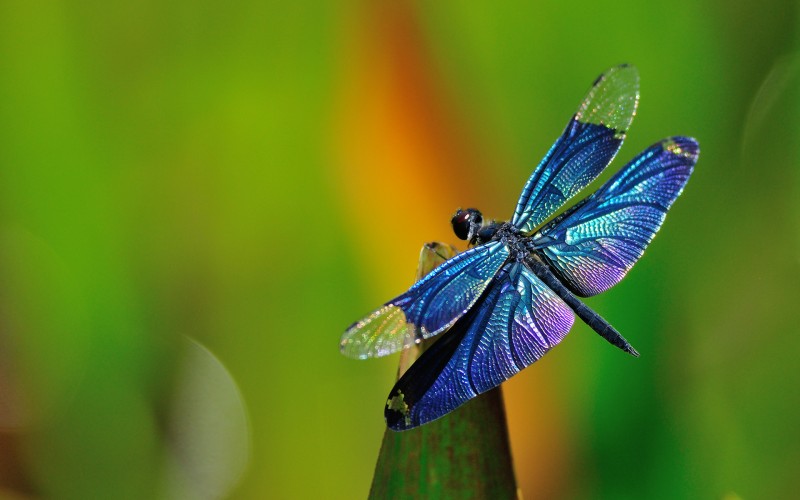 Nature: 10 Insects With Exceptional Abilities!