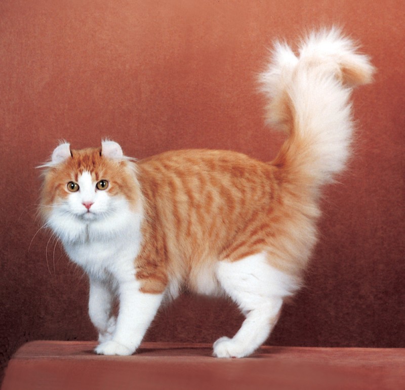 Animals: Top 10 Most Expensive Cat Breeds In The World!